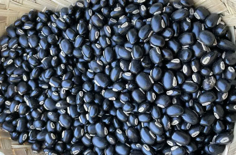 Mucuna Pruriens