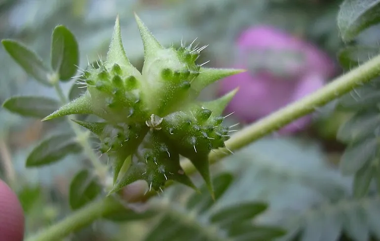 Tribulus Terrestris Dosage